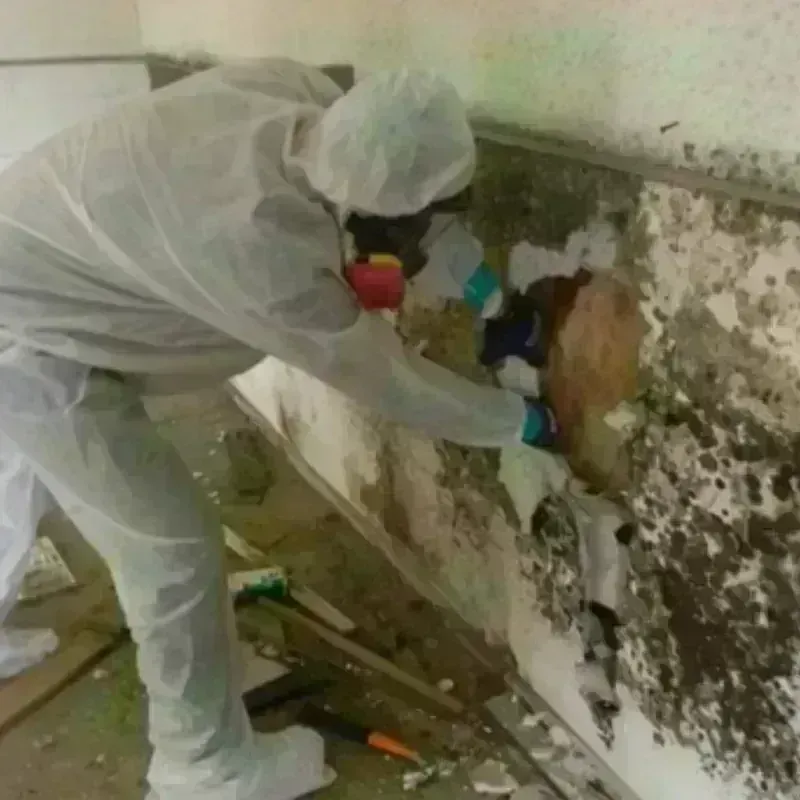 Mold Remediation and Removal in Tyler County, WV